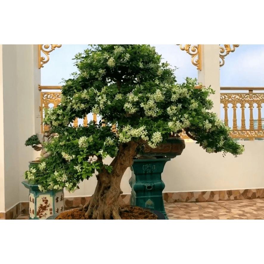 CÂY NGUYỆT QUẾ LÙN hoa thơm tứ thì - phôi bonsai