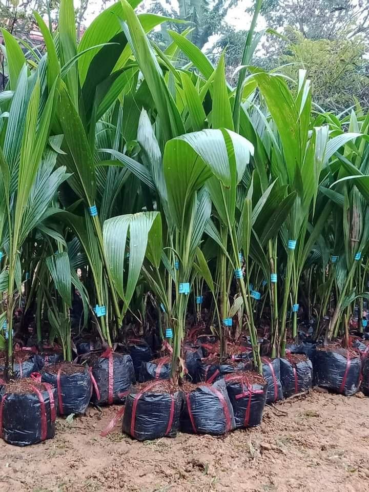 CÂY GIỐNG DỪA XIÊM LÙN