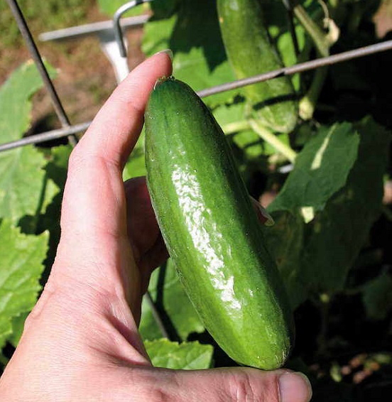 Hạt giống Dưa leo F1 - Baby Boy TN 368 (1g/gói) | F1 Cucumber Seeds