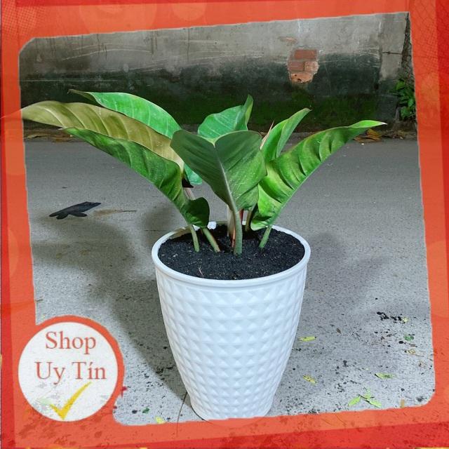 Chậu Cây Đế Vương Đỏ