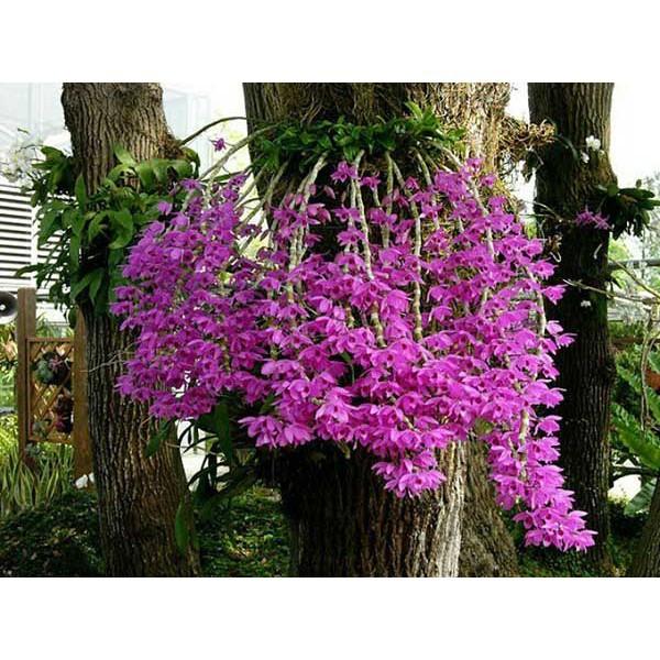 1 BẢNG TRẦM TÍM TO ĐẸP HÀNG GIEO HẠT + Tặng 01 cây dâu da đất