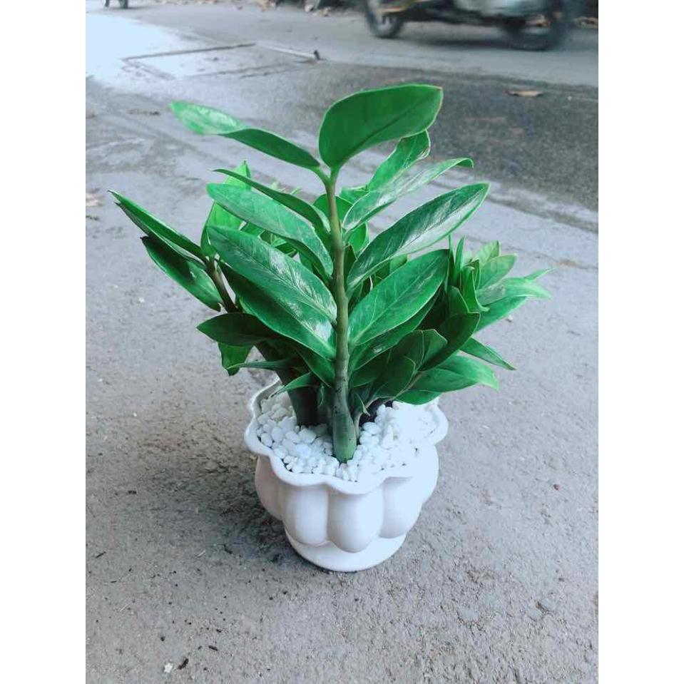 Chậu Kim Tiền Bán Chạy