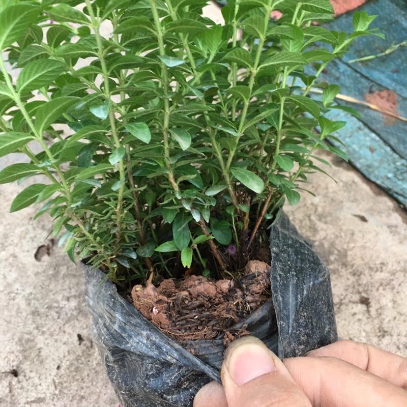 Cây Hoa Cẩm Tú Mai Trồng Bầu.Cây Xum Nhiều Hoa