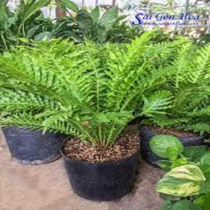 CÂY DƯƠNG XỈ KHỔNG TƯỚC