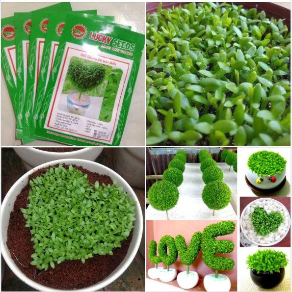 Hạt giống Cỏ may mắn - gói 1gr -fdf