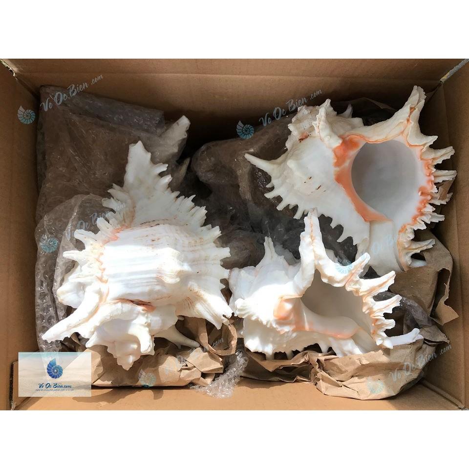 Vỏ ốc Ramosus Murex Seashell ĐẠI