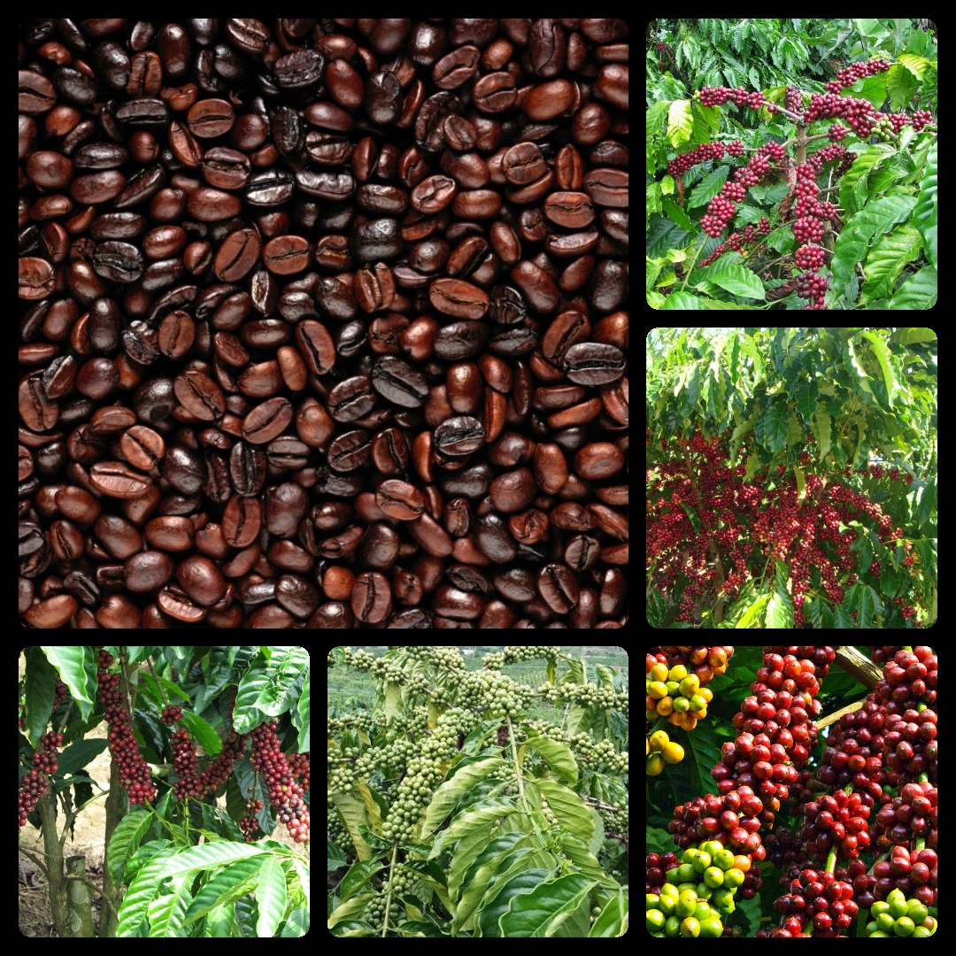 Tinh dầu Cà Phê (Coffee) 10ml Mộc Mây - tinh dầu thiên nhiên nguyên chất 100% - chất lượng và mùi hương vượt trội