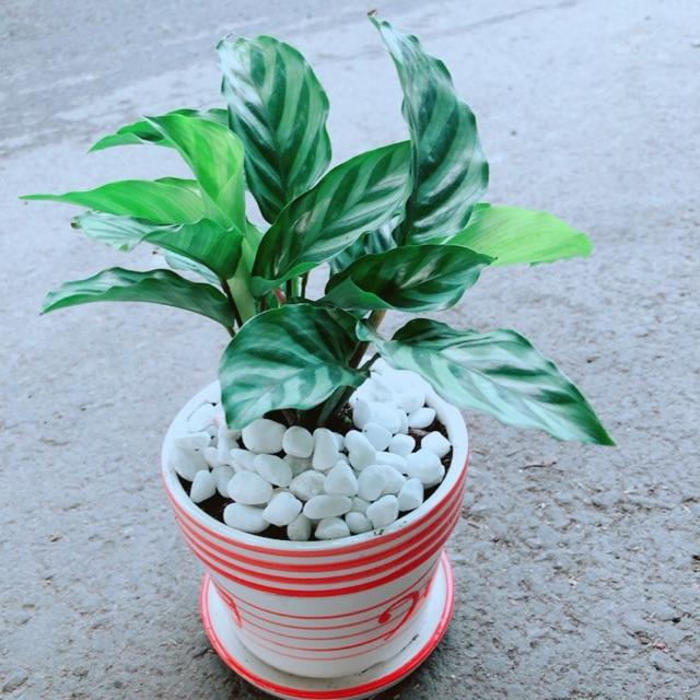 Chậu Đuôi Công Xanh