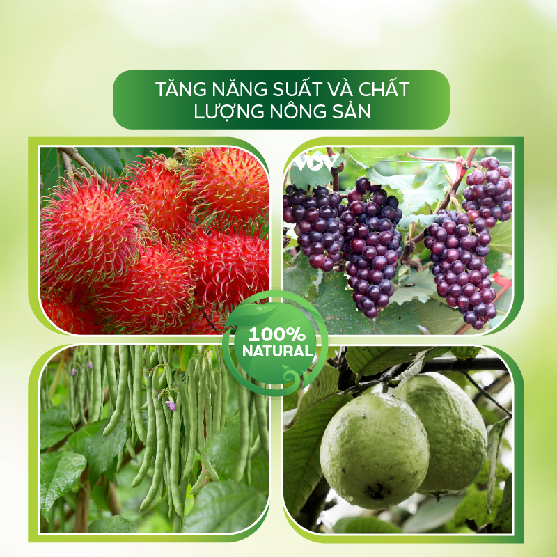 Nano Bạc diệt khuẩn sát khuẩn diệt nấm, rửa vườn, tẩy sạch rong rêu, kháng virus – Nano Bạc AT đậm đặc 500ml