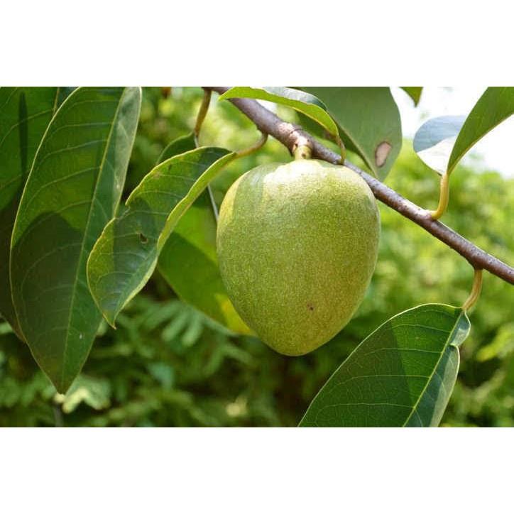 100G Hạt Bình Bát Cây Bình Bát Làm Giống 981s