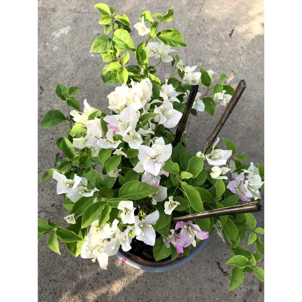 Chậu hoa giấy màu trắng