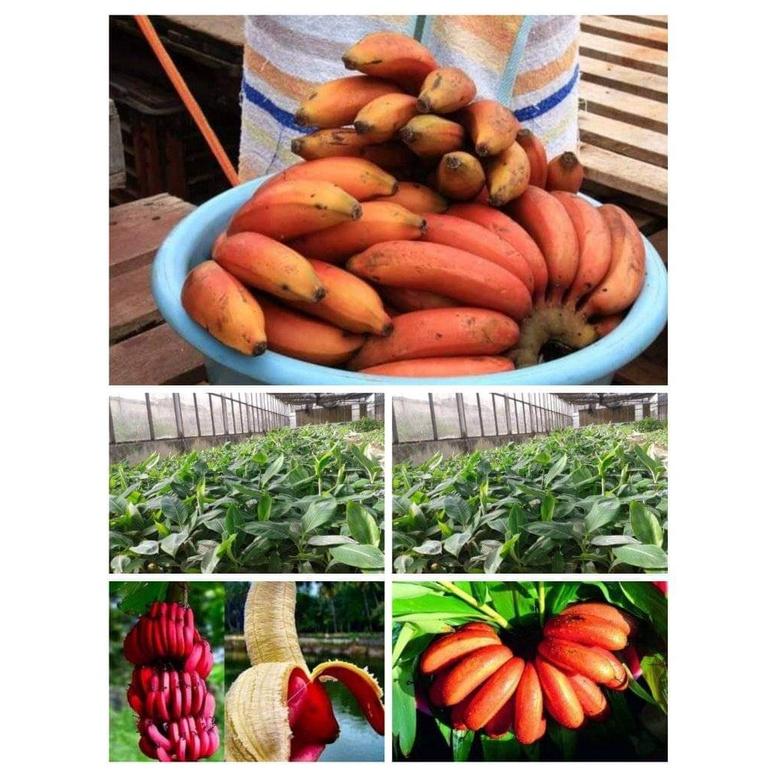 Cây giống chuối đỏ cấy mô siêu sớm