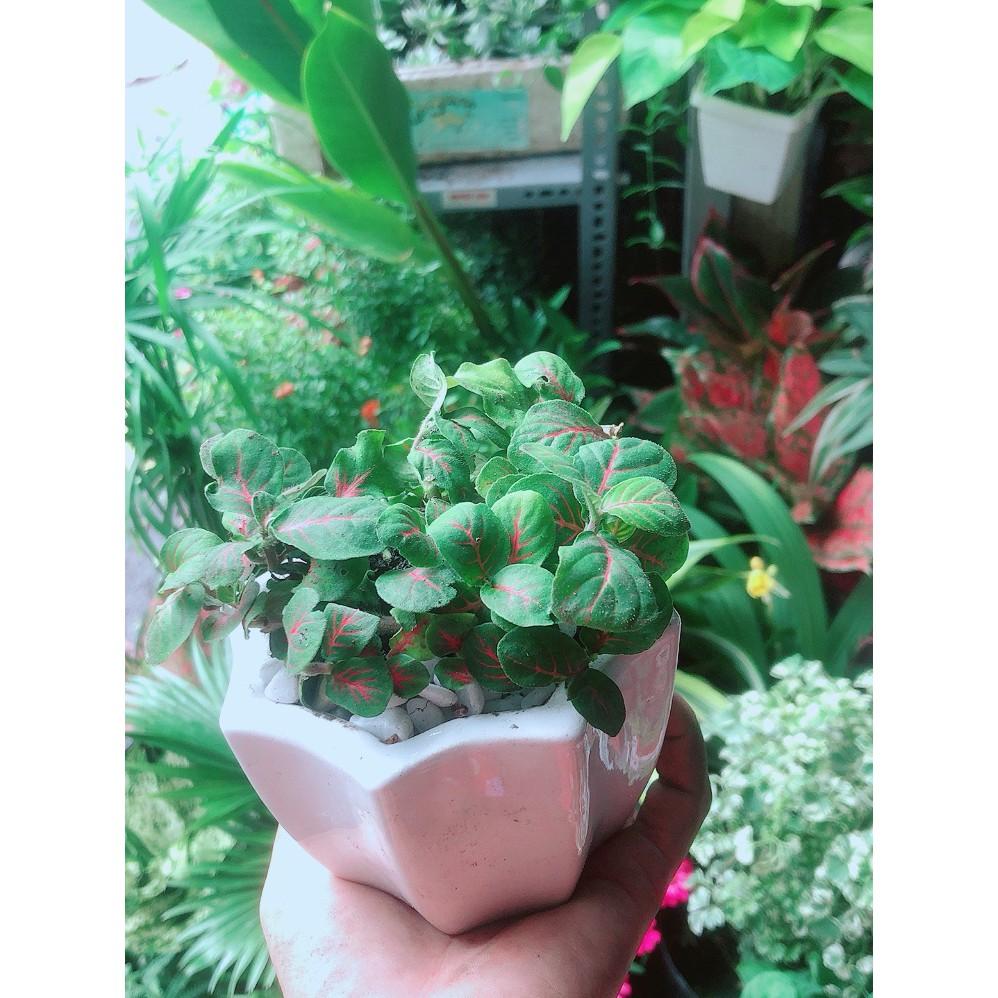 Chậu Cây Cẩm Nhung