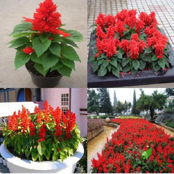 CÂY HOA XÁC PHÁOO ĐỎ
