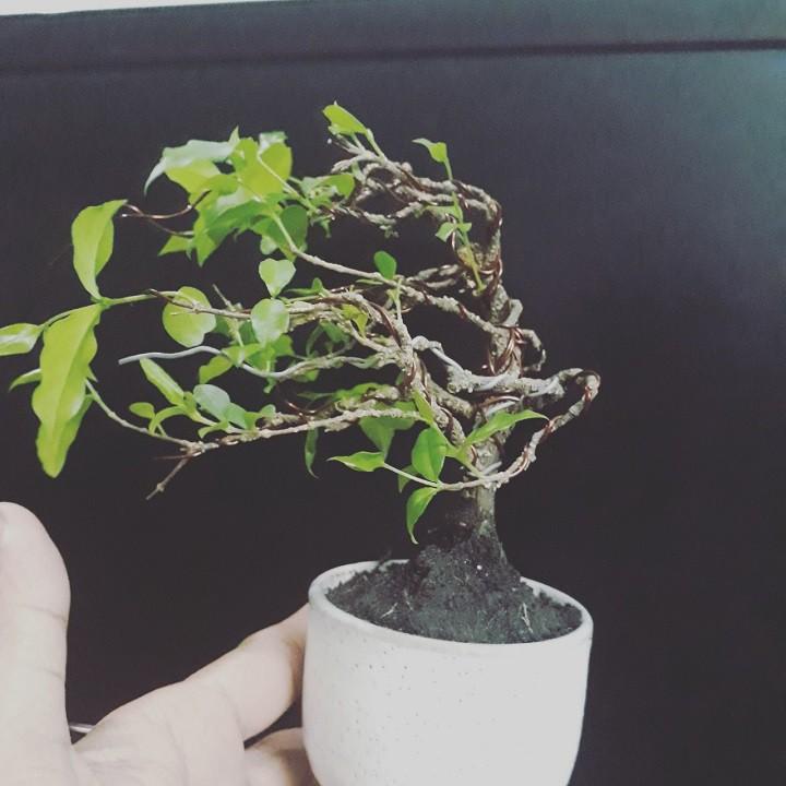 COMBO 3 BẦU CÂY GIỐNG Hồng ngọc mai bonsai , cây giống gửi đi nguyên bầu