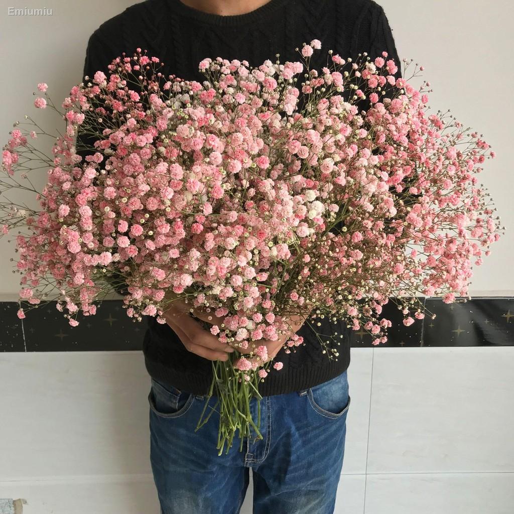 ▼○bó hoa khô Gypsophila forget-me-not trang trí phòng khách trang trí phòng khách