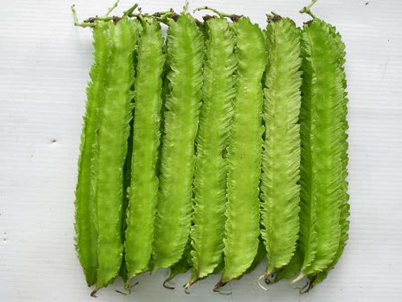 Hạt giống Đậu rồng cao sản 10gr/gói