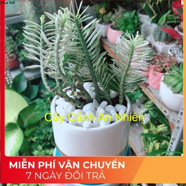 Chậu Cây Chân Rết