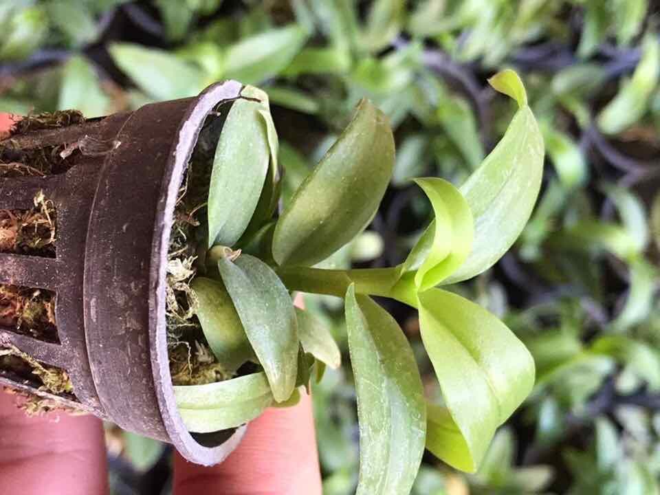 Phi điệp 5ct hiển oanh cây cực đẹp
