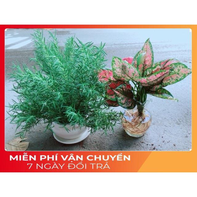 Chậu Vạn Lộc Trồng Thuỷ Sinh Hàng Đẹp