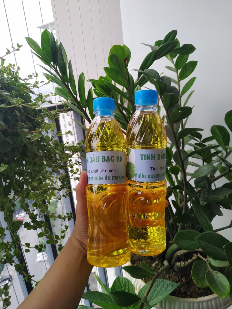 Tinh dầu bạc hà lau nhà, chai 500ml