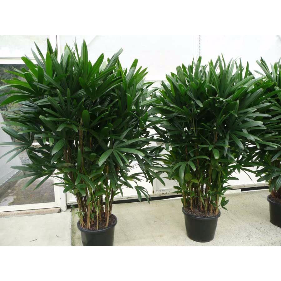 Cây trúc mây - 1 bụi