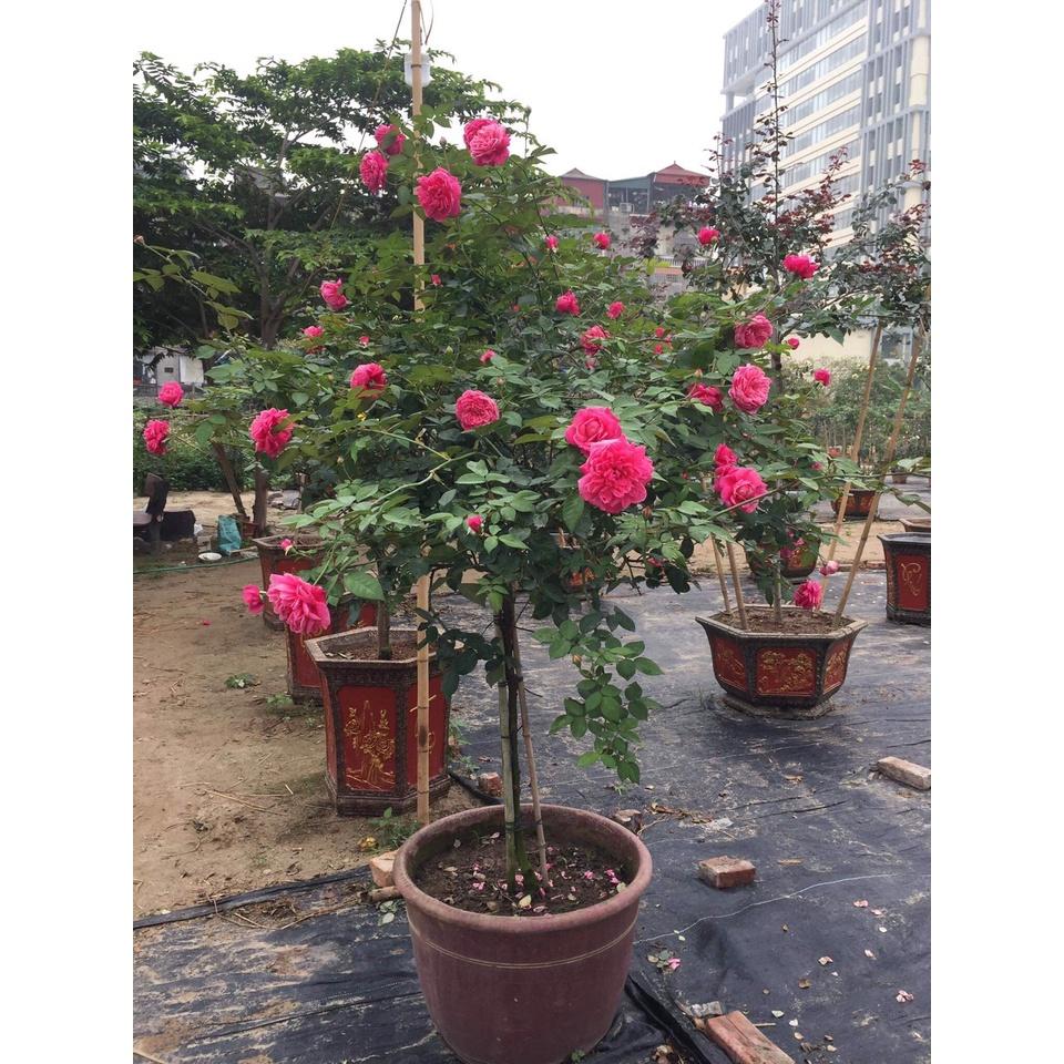 Hoa hồng cổ Huế- bầu to cây lớn trưởng thành