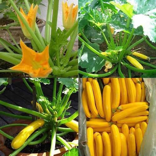 Hạt Giống Bí Ngòi Vàng Gói 1 Gram