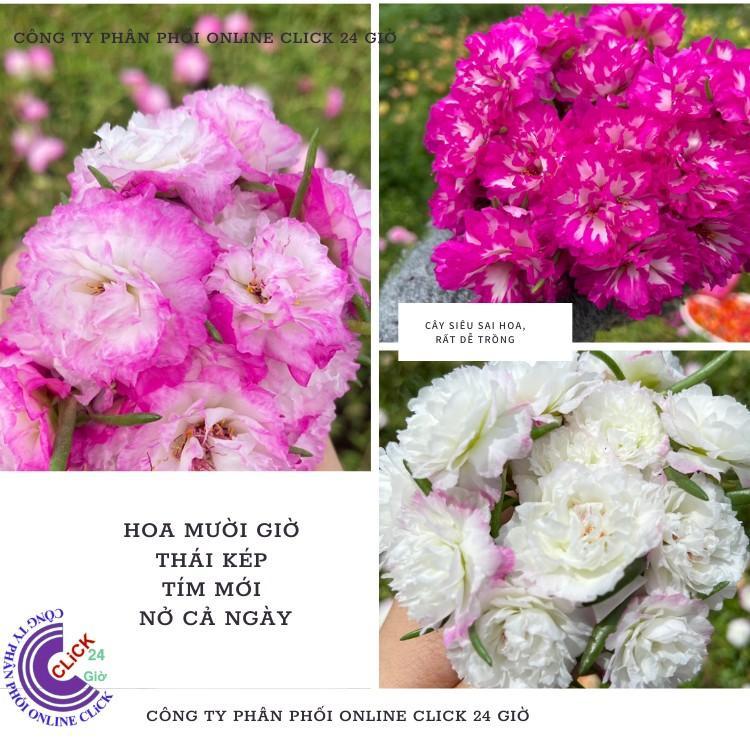 Combo Hoa Mười Giờ Thái Kép Màu Tím Mới Siêu Đẹp Dễ Trồng Hoa Mười Giờ Bonsai & Phụ Kiện