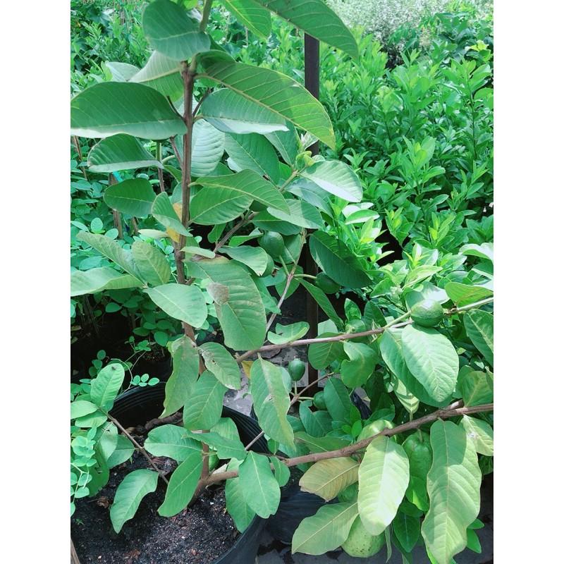 Cây Ổi Cho Sai Trái