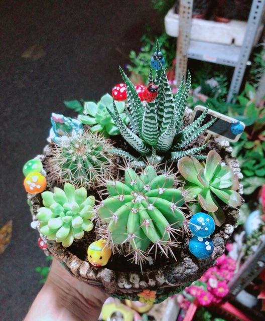 Chậu Xương Rồng Tiểu Cảnh