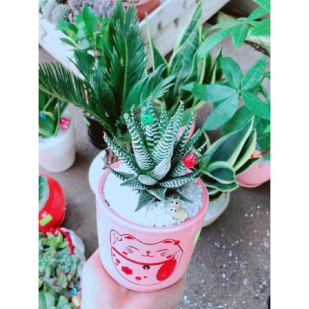 Chậu móng rồng