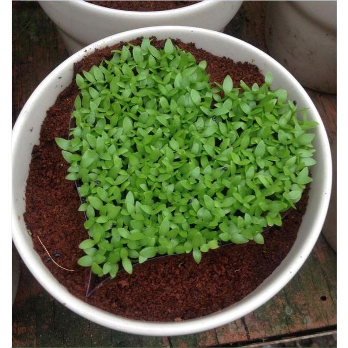 Hạt giống Cỏ may mắn - gói 1gr -fdf