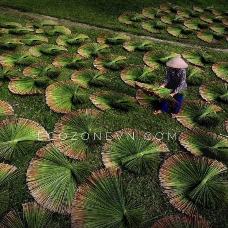 Thùng 3000 ống hút cỏ bàng khô Ecozone cao cấp tiết kiệm - Grass Straws - Hàng xuất khẩu