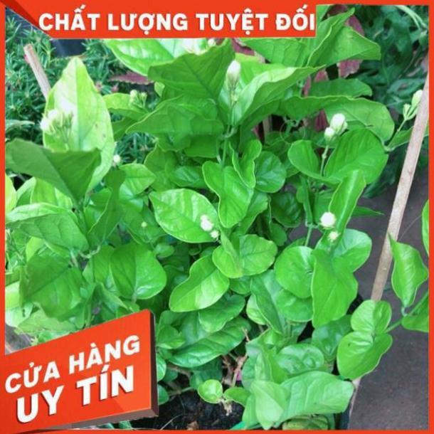 Chậu Hoa nhài