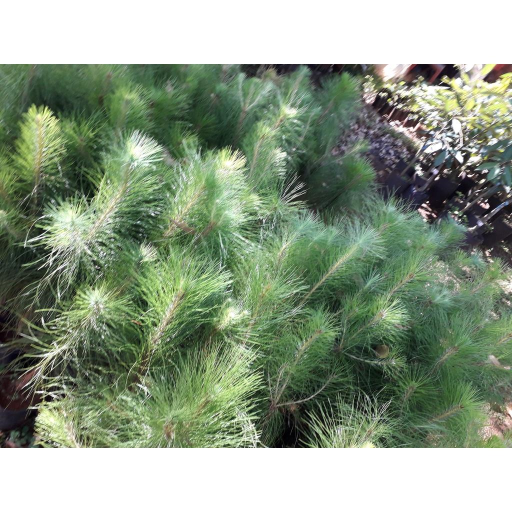 CÂY GIỐNG THÔNG NOEL