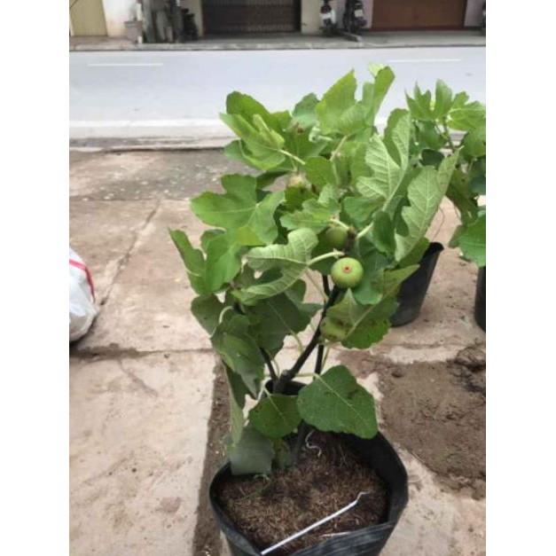 Cây Sung Mỹ Đang Quả