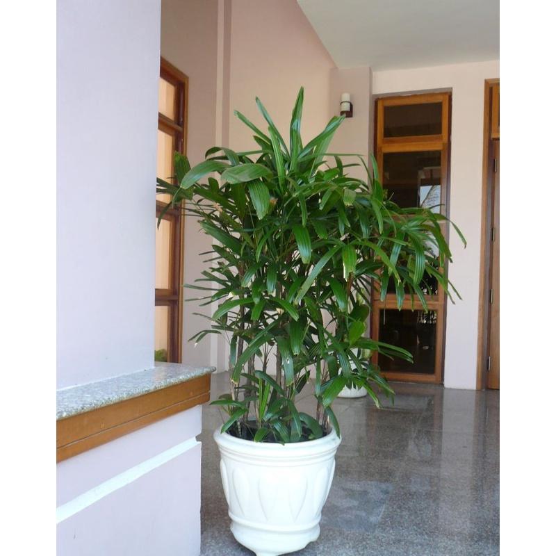 Cây trúc mây - 1 bụi