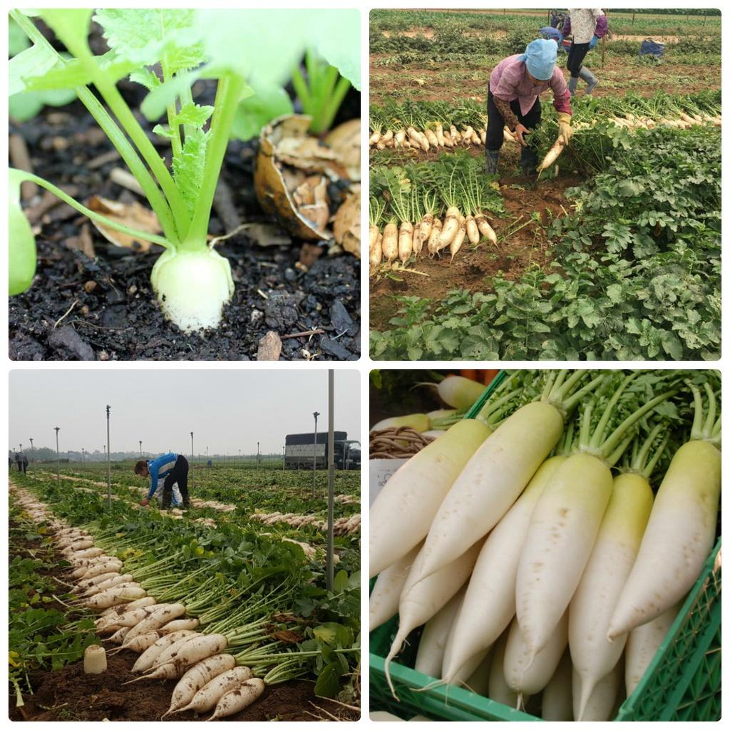 Hạt giống cải củ trắng dể trồng f1-gói 20gram/tặng kèm gói phân bón lót