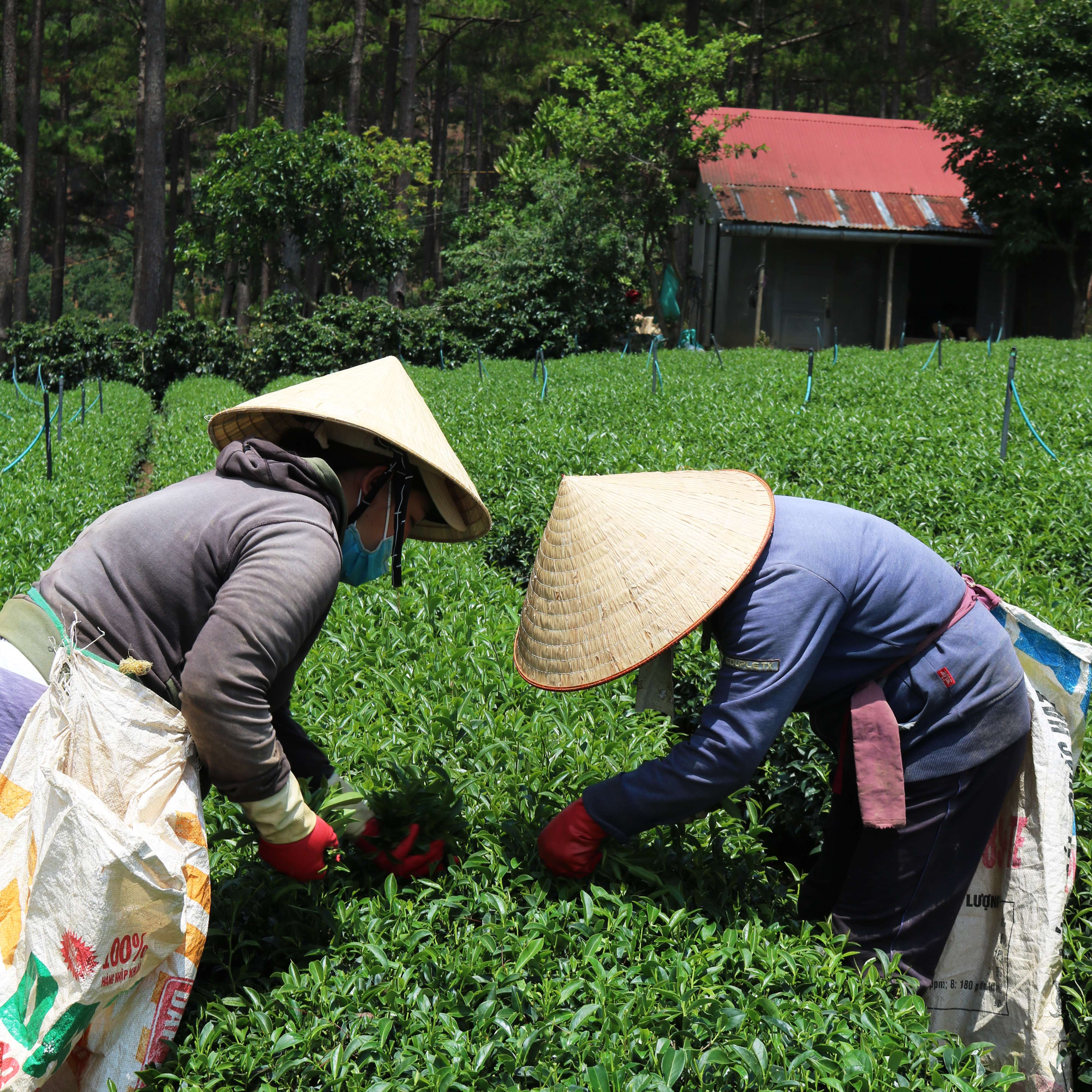 Trà Oolong (Ô long) Kim Tuyên Cầu Đất Dalat Farm - Túi 100Gr