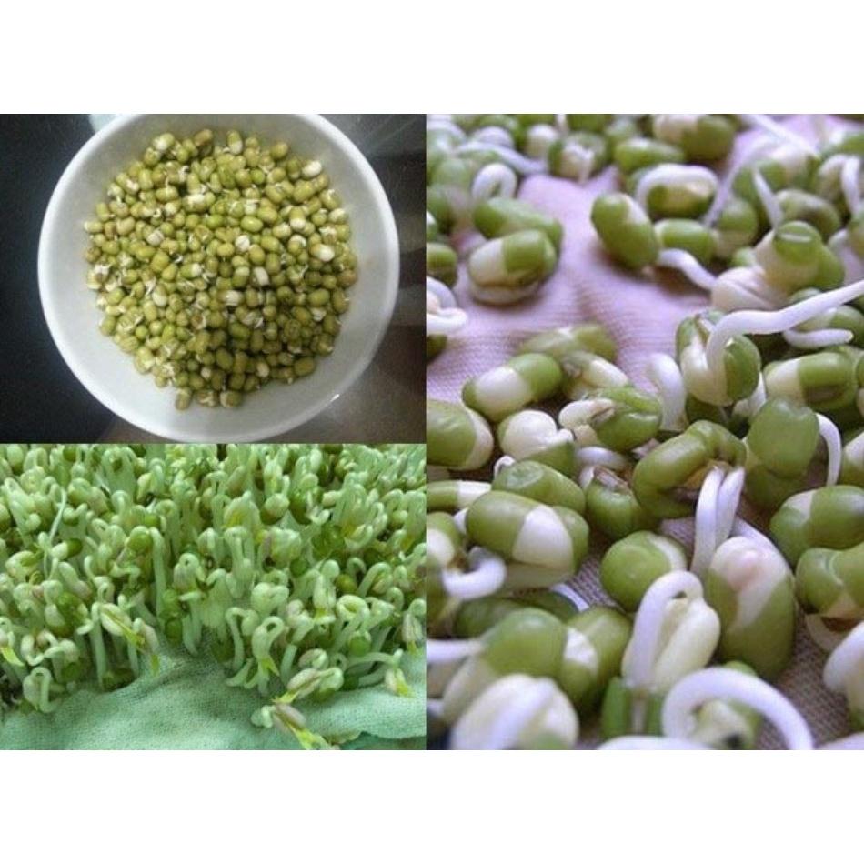 Hạt Giống Mầm Giá Đậu Xanh, Mầm Giá Đỗ 100gr