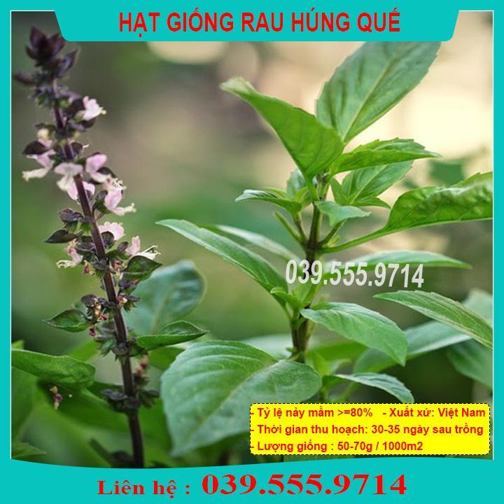 HẠT GIỐNG RAU HÚNG QUẾ NẢY MẦM TỐT, NĂNG SUẤT CAO