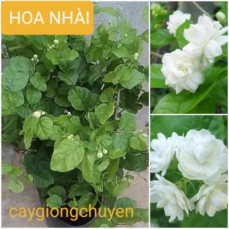 1 CHẬU HOA NHÀI TA ĐANG NỤ