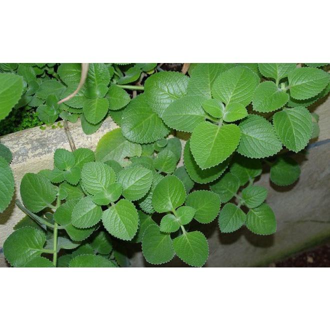 Gói 0,1g Hạt giống rau húng chanh giống tốt, dễ chăm sóc, năng suất cao - Anh nông dân chính hiệu