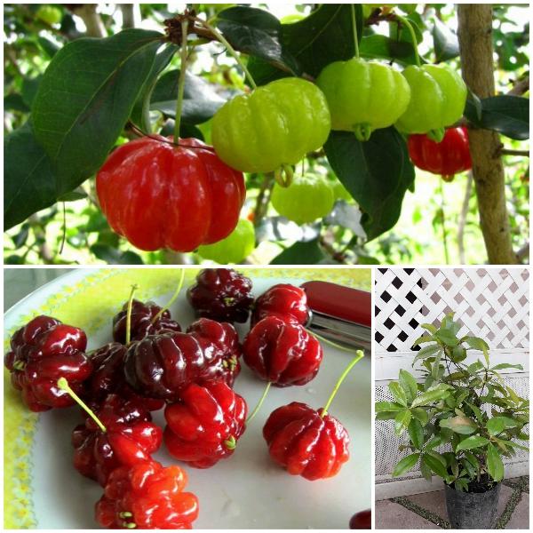 Cây Giống Cherry Surinam (Cherry Khía)