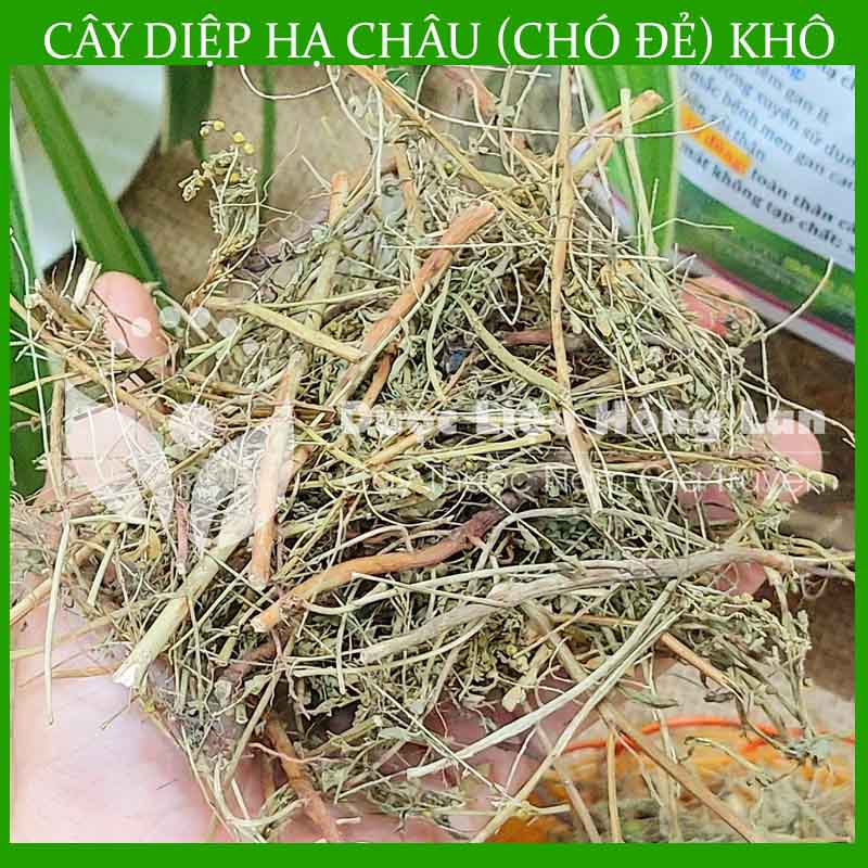 Cây Diệp Hạ Châu khô 500gram