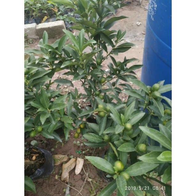 Cây giống QUẤT NGỌT - Cây giống F1