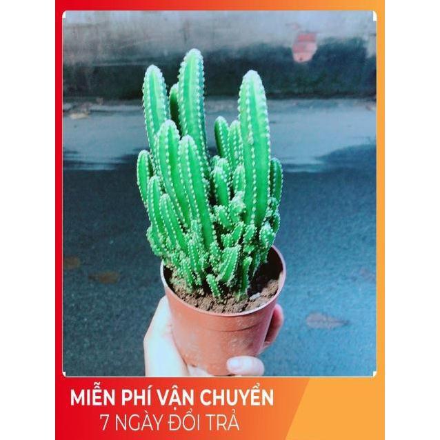 Xương Rồng Thanh Sơn Size Lớn