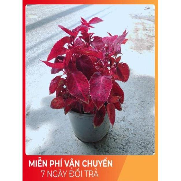 Cây Lá Gấm Đỏ