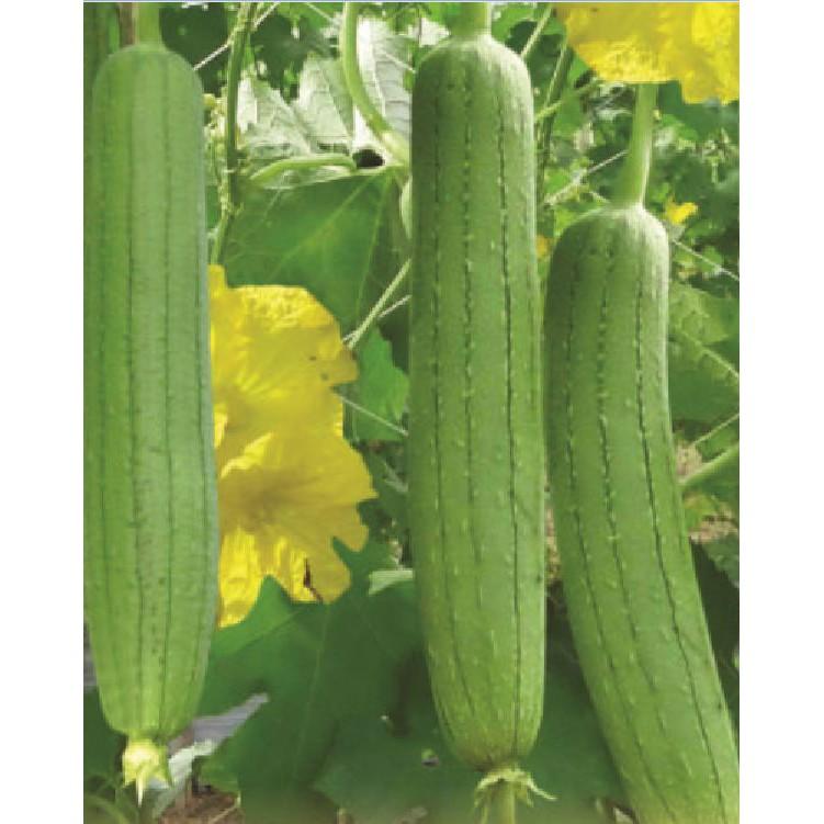 Hạt giống mướp hương Thái Lan F1 - 1gr/gói